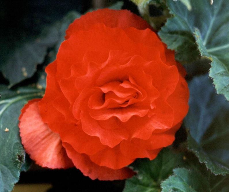 B. ‘Bushfire’